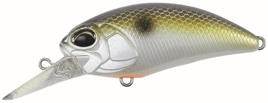 ACC3083 - American Shad