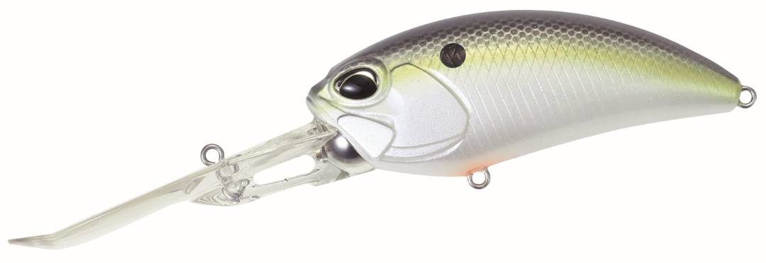 ACC3083 - American Shad