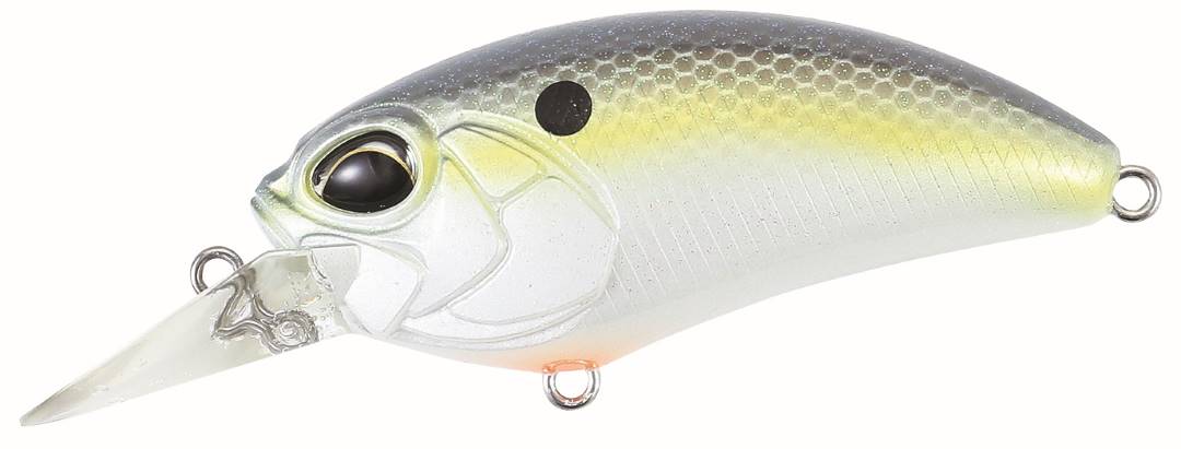 ACC3083 - American Shad