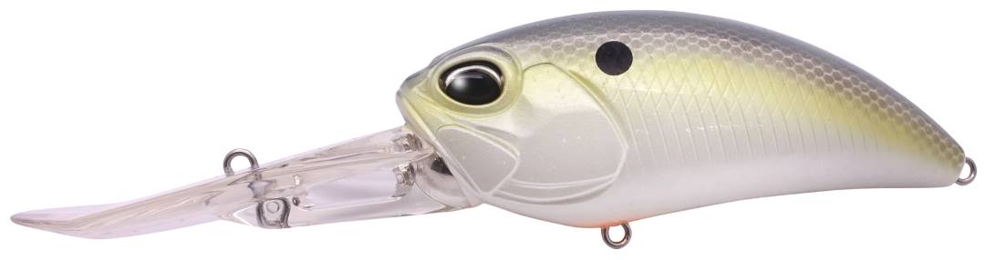 ACC3083 - American Shad