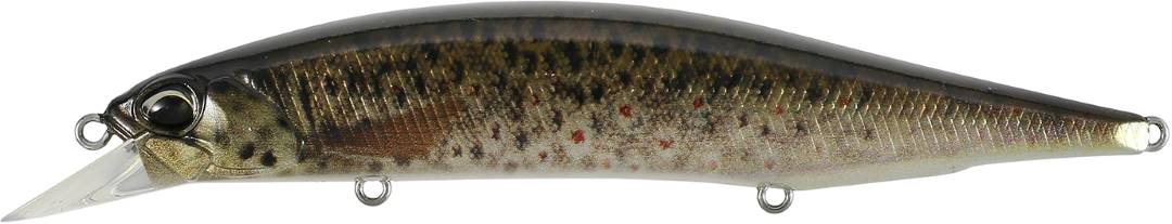 CCC3815 - Brown Trout ND