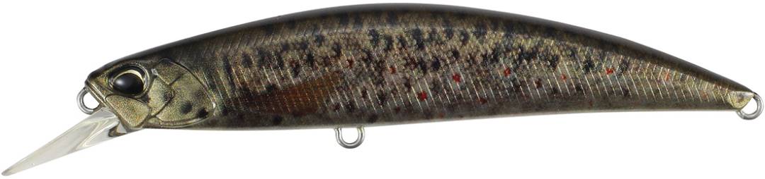 CCC3815 - Brown Trout ND