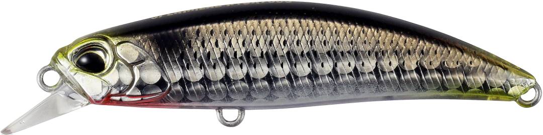 DBA0157 - Waka Mullet